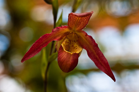 Orchid at the Atlanta Botanical Gardens